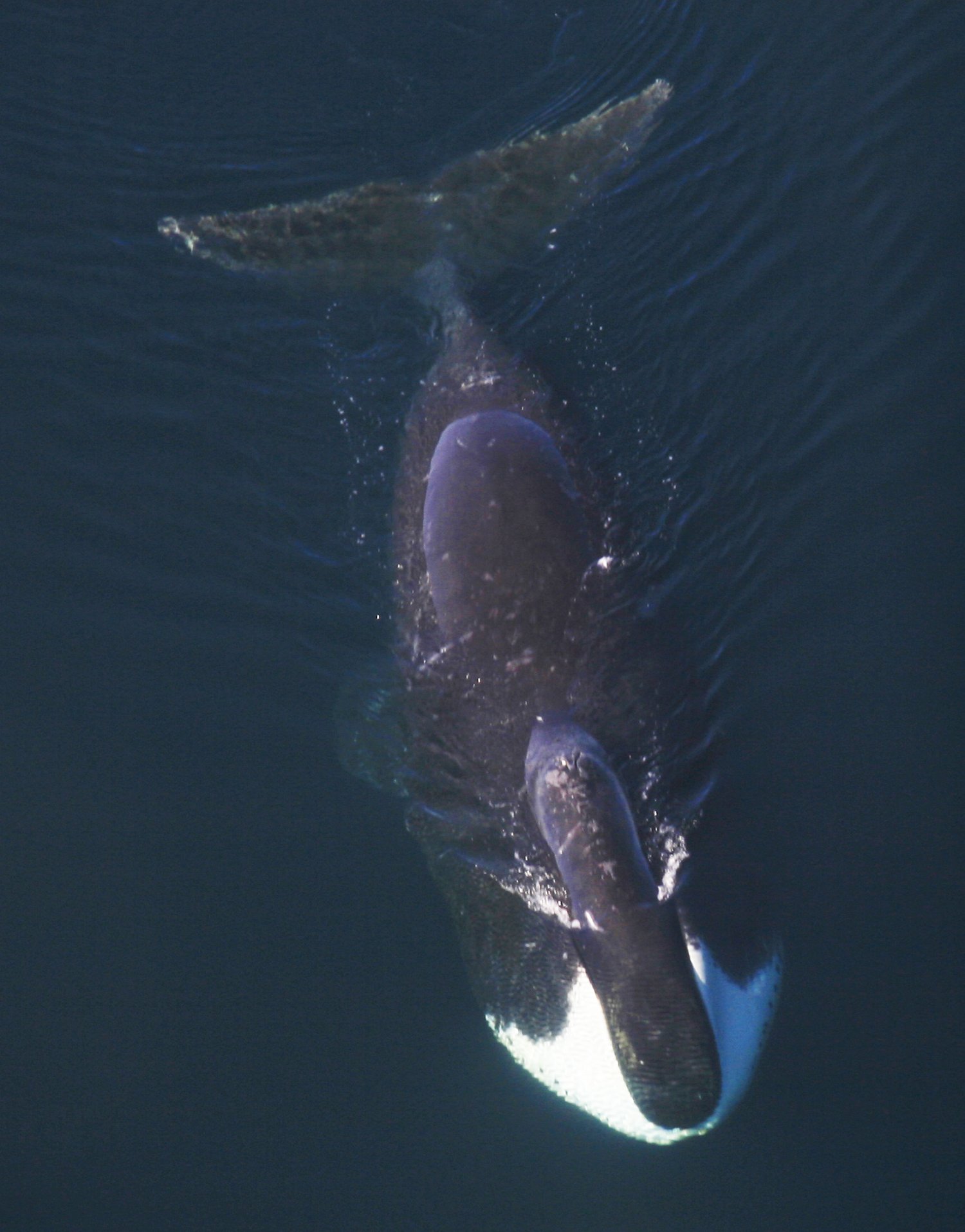 Increasing numbers of bowhead whale in NorthEast Greenland ARCTIC